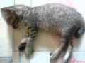 Tuce kucing kitten and horror sound