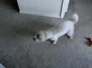 Terrorizing Loki