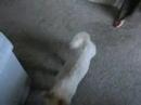 Terrorizing Loki