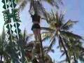 University of Hawaii cheer video