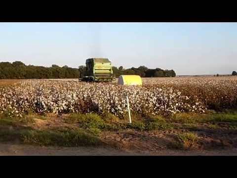 how to harvest cotton