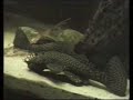 Bristlenose pleco / Antennenwelse (Ancistrus) [2/2]