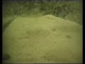 Bristlenose pleco / Antennenwelse (Ancistrus) [2/2]
