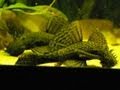 Big adult Bristlenose pleco / Antennenwelse (Ancistrus) [2/3]