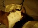 English Bulldog/Maggie catch light