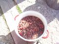 Nancy Today: Making natural dye (1) Nancy Today: Making natural dye (1)
