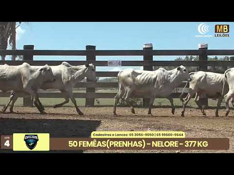 1� LEIL�O EXPOJUINA - 2026