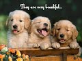 I Love Dogs