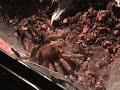 Sad video of the death of our 2 yr old Azriel following a bad molt