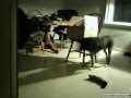 dog kills cat