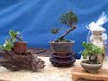 26a. Exposi��o de Bonsai - Jd. Bot�nico/SP