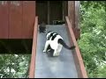 Gata salvando a su gatito