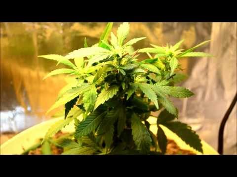 how to fertilize cannabis seeds