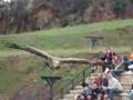 Bird of Prey display - Beware Low flying Vultures