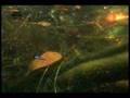 Swimming with Paracheirodon axelrodi Cardinal Tetras Mikolji