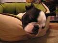 Boston Terrier video