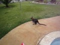 videos de Darwin swimming in pool 6-28-2009