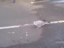Metal Pigeon! Metal Pigeon!