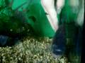 videos de Tocando piraña ( piraña se deja tocar)