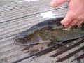 lucio-perca...salau