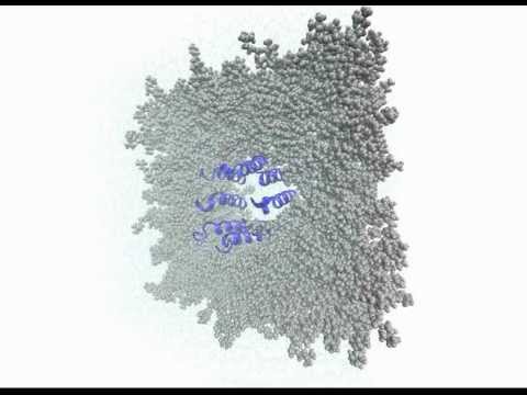 Model of BAX octamer interaction with a POPC mitochondrial membrane