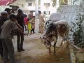 Fahad`s Bachra Kurbani :)
