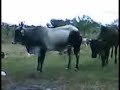 Acampamento calabresa e pitú