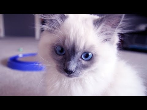 RAGDOLL KITTEN