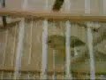 um video muito scroto...como brincar com seus canarios...kkkk