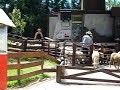 Sheep Shearing