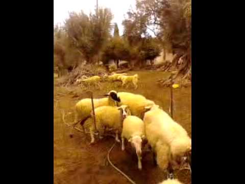 Τσοπανόσκυλο ελληνικό μαζεύει τα πρόβατα!