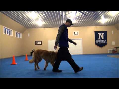 leonberger