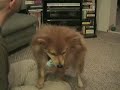 fizgig plays fetch fizgig plays fetch