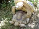 Tortoise Love! Tortoise Love!