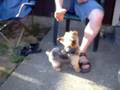 videos de Dradle attack feet