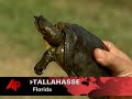  turtle exports scientists fight save fla. turtles