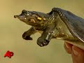 Scientists Fight to Save Fla. Turtles