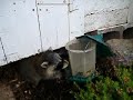 Baby Racoons Stealing My Birdfeeder