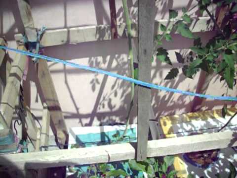 how to make snap solution for hydroponics