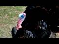 videos de turkey