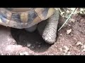Ponte de tortue