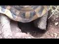 Ponte de tortue