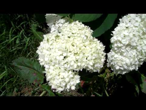 how to fertilize snowball bush