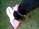 lollis-dog.html