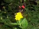 albaugh.flv albaugh.flv