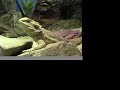 pedro the bearded dragon