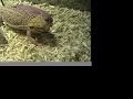Pedro the Bearded Dragon