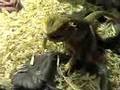 Pedro the Bearded Dragon