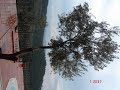 assos-kaz dağları