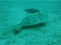 New Year Dive New Year Dive